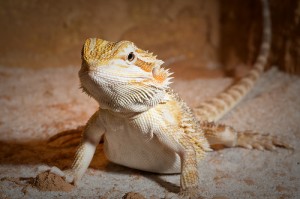 Check Out Our Bearded Dragons