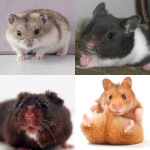 Hamsters Are Great Starter Pets!