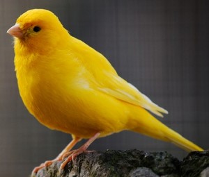 Singing Canaries!