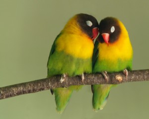 Black Masked & Peach Faced Lovebirds Looking For A Forever Home!