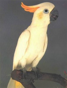 Citron Crested Cockatoo