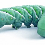 Hornworms Are Available Here!